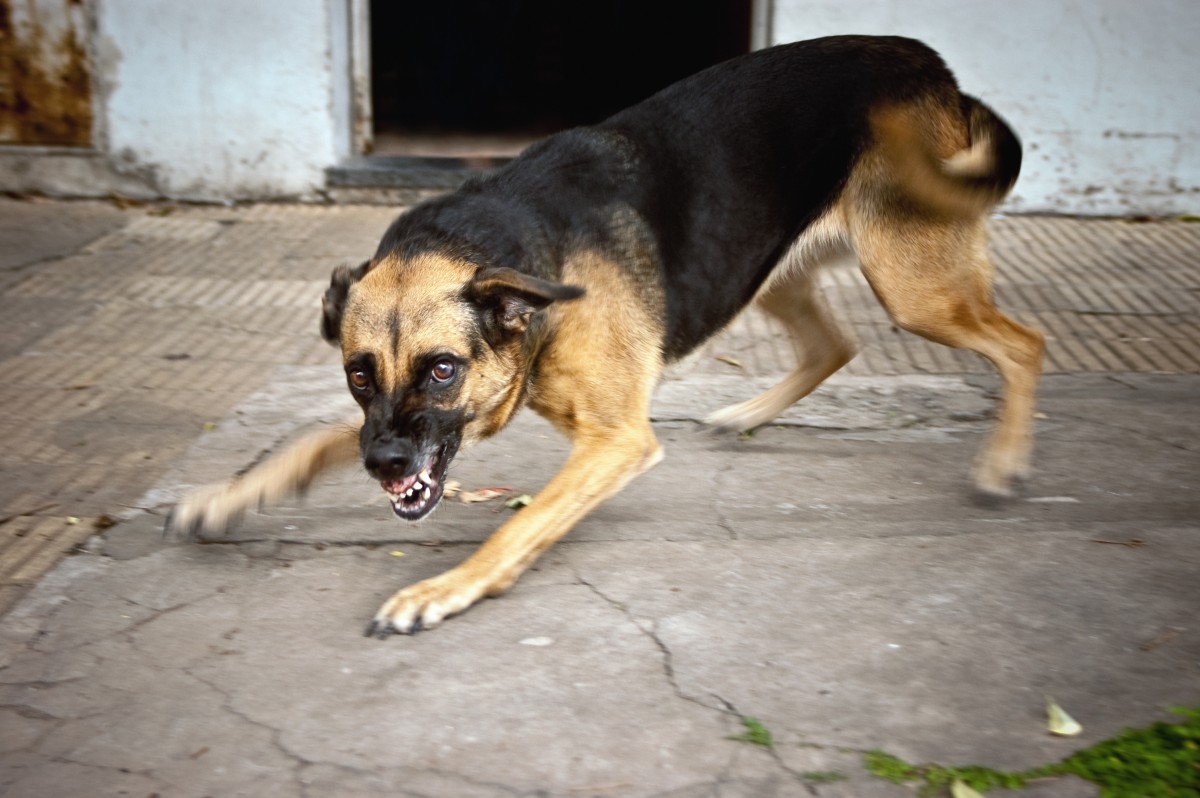 part-two-has-rabies-lost-it-bite-central-park-animal-hospital