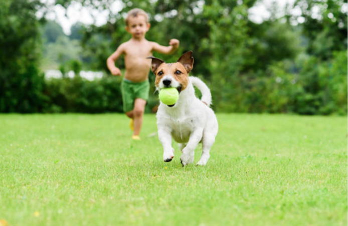 dog running with a ball in the grass