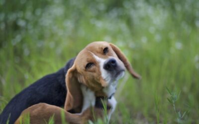 It’s Time to Flee from Fleas