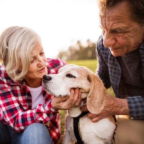 old dog with owner