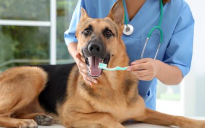 Put a Dental in Gingivitis
