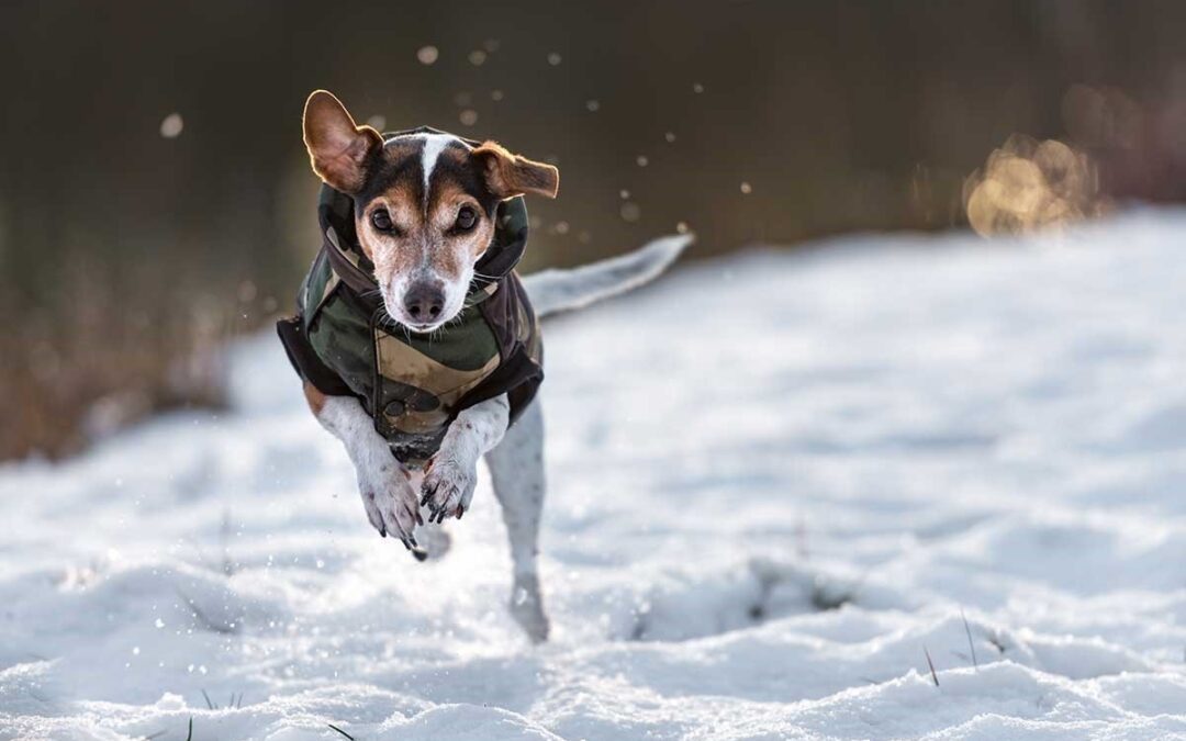 dog running in the snow