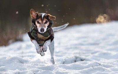 A Pawsitive Winter