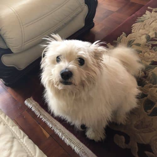 A dog sitting on a rug